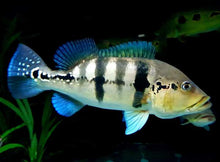 Load image into Gallery viewer, Wild Azul Peacock bass (Cichla piquiti)

