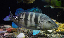 Load image into Gallery viewer, Wild Azul Peacock bass (Cichla piquiti)
