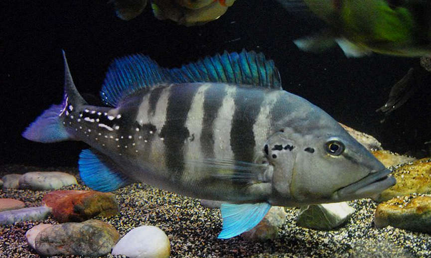 Wild Azul Peacock bass (Cichla piquiti)