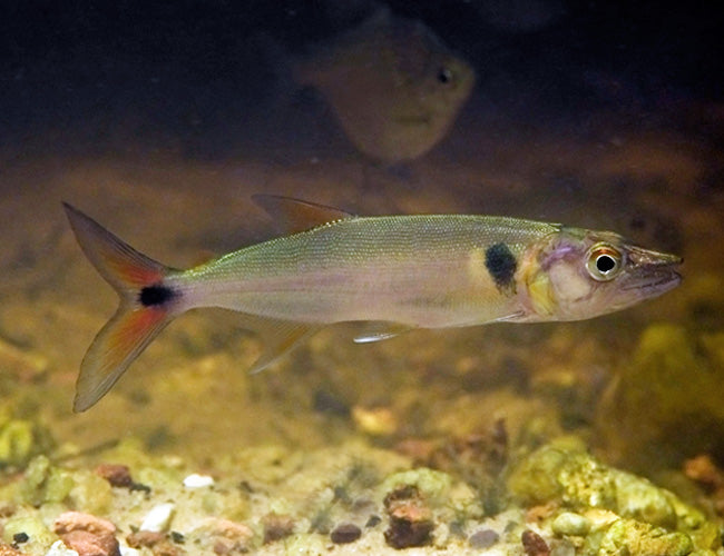 Red Tail Barracuda (Acestrorhynchus falcatus)