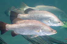 Load image into Gallery viewer, Barramundi (Lates calcarifer)
