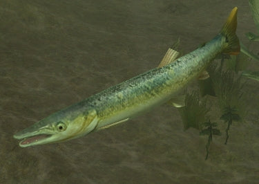 Giant Bicuda Pike (Boulengerella cuvieri) — Predatory Fins
