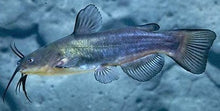 Load image into Gallery viewer, Black Bullhead Catfish (Ameiurus melas)
