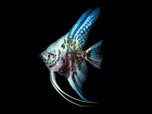 Load image into Gallery viewer, Marble Blue Angelfish (Pterophyllum scalare sp)
