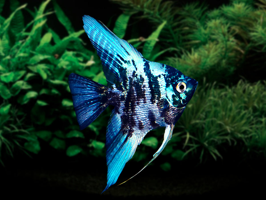 Marble Blue Angelfish (Pterophyllum scalare sp)