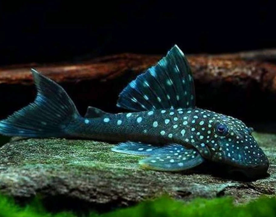 L128 Blue Phantom Pleco (Hemiancistrus sp)