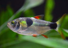 Load image into Gallery viewer, Bucktooth Tetra (Exodon paradox)
