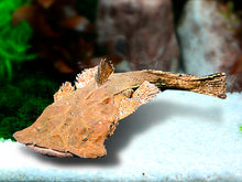 Load image into Gallery viewer, Indian Frogmouth Catfish (Chaca Chaca)
