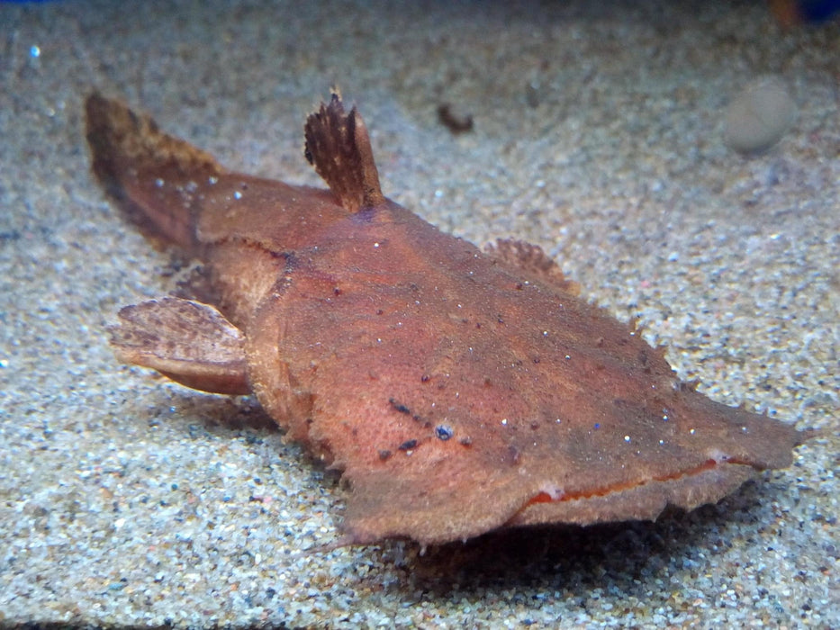 Indian Frogmouth Catfish (Chaca Chaca)