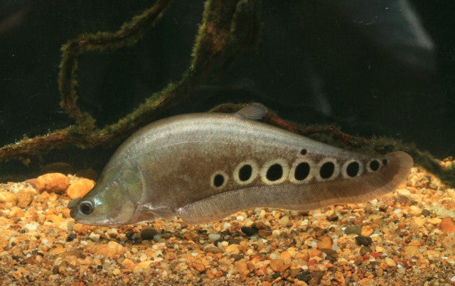 Clown Knifefish (Chitala ornata)