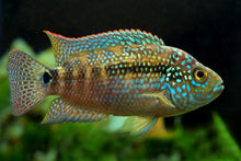 Load image into Gallery viewer, Jack Dempsey Cichlid (Rocio octofasciata)
