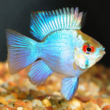 Load image into Gallery viewer, Electric Blue Balloon Ram Cichlid (Mikrogeophagus ramirezi)
