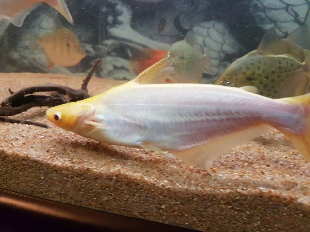 Albino Iridescent Shark (Pangasius hypophthalmus)