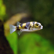 Load image into Gallery viewer, Amazon Puffer Fish (Colomesus asellus)
