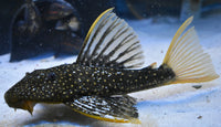 Golden Sailfin Luteus Pleco (Hypostomus luteus)