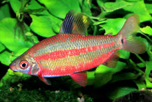 Load image into Gallery viewer, Red and Black Distichodus (Distichodus noboli lefini)
