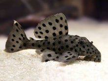 Load image into Gallery viewer, L264 Sultan Pleco (Leporacanthicus joselimai)
