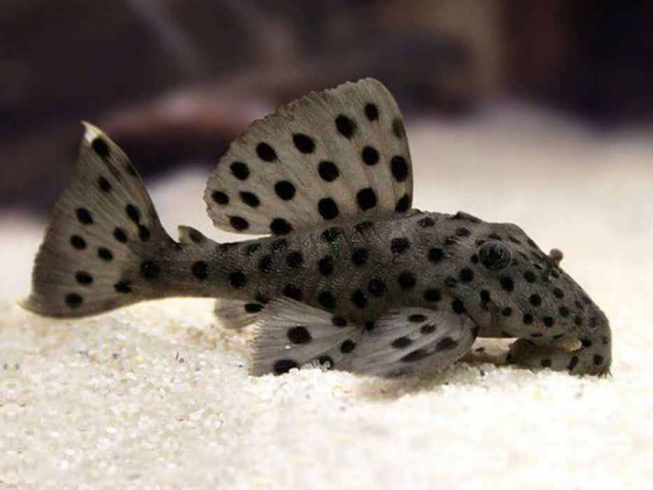 L264 Sultan Pleco (Leporacanthicus joselimai)