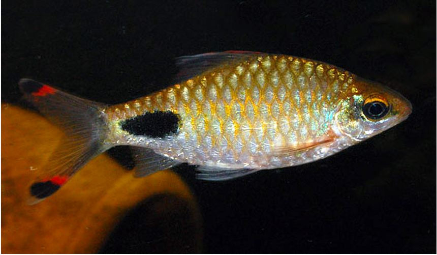 Dissected Java Barb BARBS — Predatory Fins