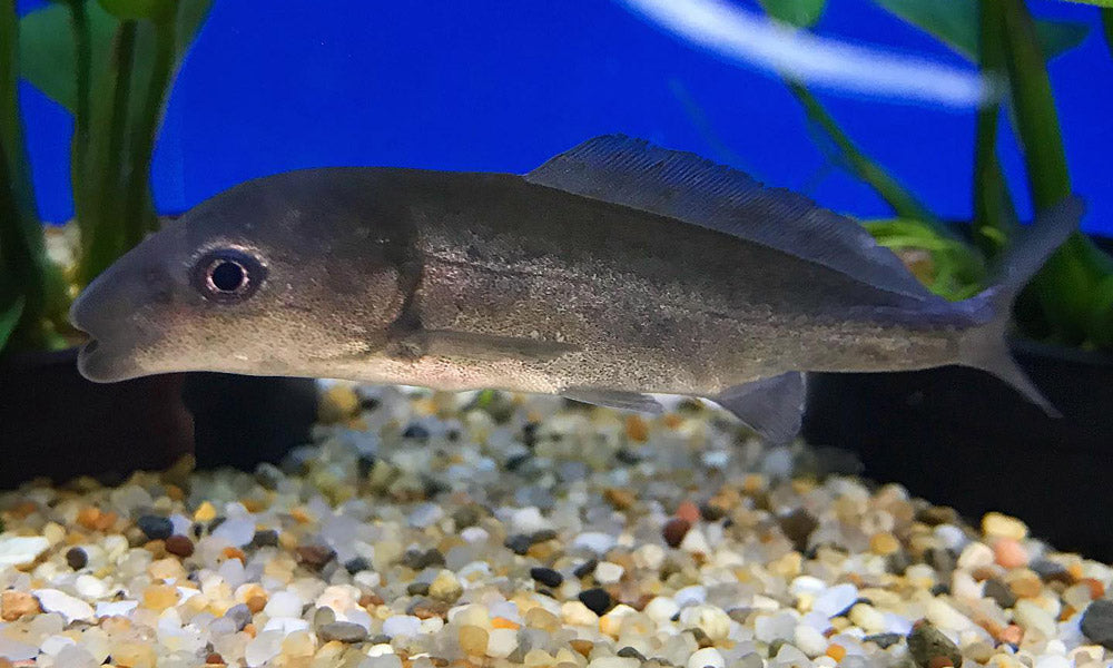 Freshwater Dolphin Fish (Mormyrus longirostris)