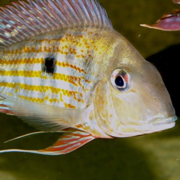 Geophagus Abalios (Geophagus abalios)