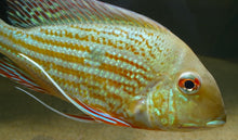 Load image into Gallery viewer, Geophagus Abalios (Geophagus abalios)
