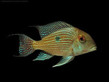 Load image into Gallery viewer, Geophagus Pindare - Wild (Geophagus sp)
