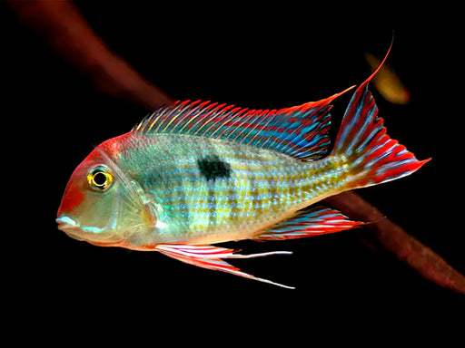 Red Head 'Tapajos' Geophagus