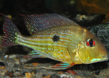 Load image into Gallery viewer, Geophagus Abalios (Geophagus abalios)
