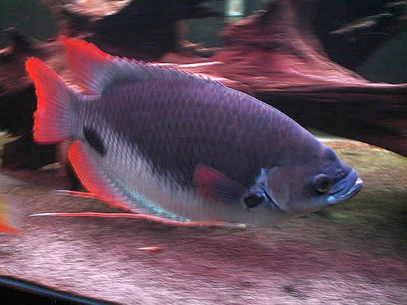 Giant Red Tail Gourami (Osphronemus laticlavius)