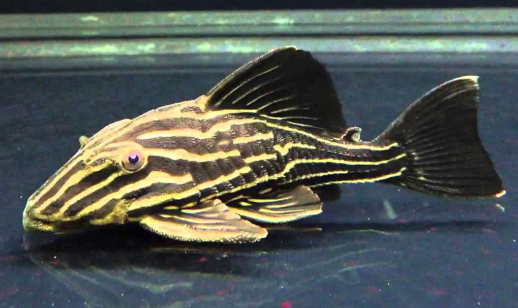 L027 Xingu Royal Pleco (Panaque armbrusteri)
