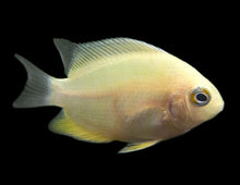 Load image into Gallery viewer, Gold Severum (Heros severus)

