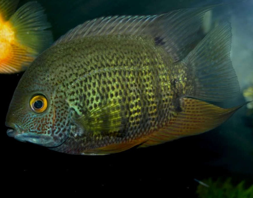 Green Severum (Heros severus)