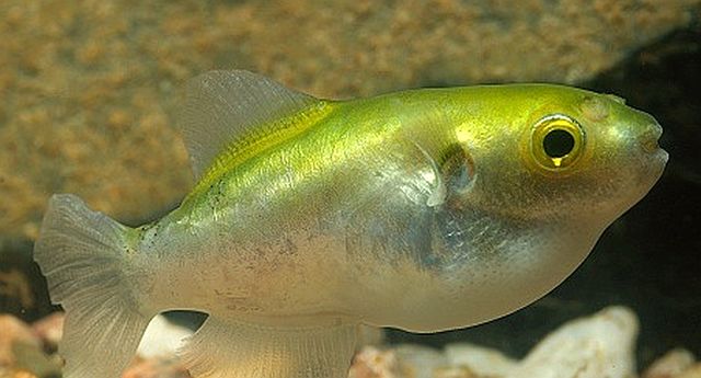 Golden Avocado Puffer Fish (Auriglobus modestus)