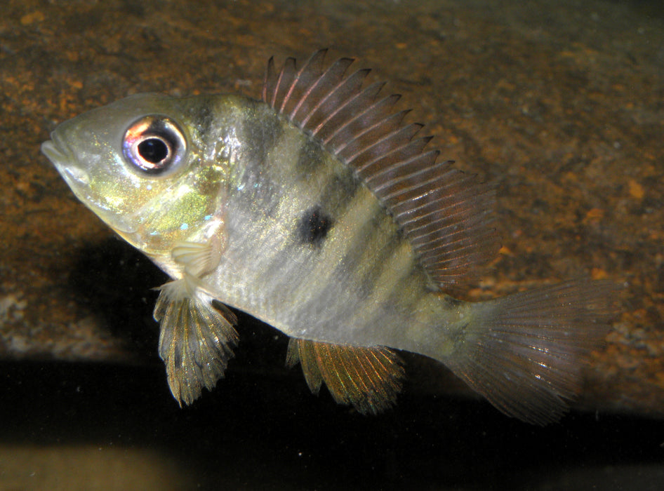 Argentina Humphead Cichlid (Gymnogeophagus balzanii)