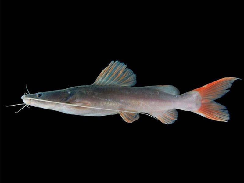 Asian Redtail Catfish (Hemibagrus wyckioides)