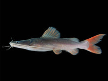 Load image into Gallery viewer, Asian Redtail Catfish (Hemibagrus wyckioides)
