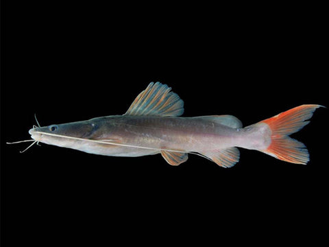 Asian Redtail Catfish (Hemibagrus wyckioides) – Predatory Fins