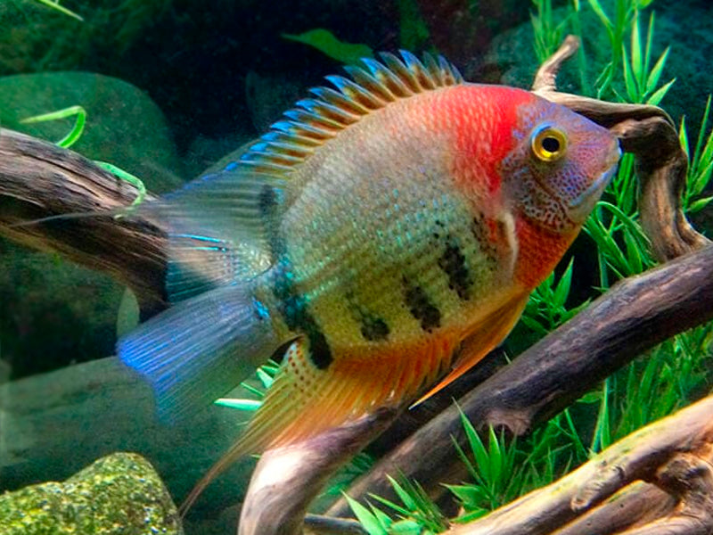 www.predatoryfins.com