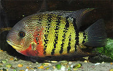 Load image into Gallery viewer, Red Tiger Severum Rio Negro Curare (Heros severus)
