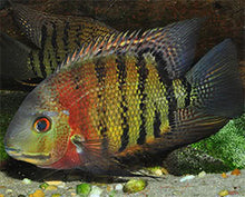 Load image into Gallery viewer, Red Tiger Severum Rio Negro Curare (Heros severus)
