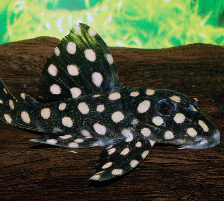 L471 Mini Big Spot Snowball Pleco (Hypancistrus contradens sp)