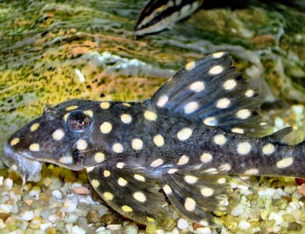 L471 Mini Big Spot Snowball Pleco (Hypancistrus contradens sp)