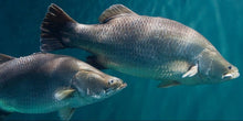 Load image into Gallery viewer, Barramundi (Lates calcarifer)
