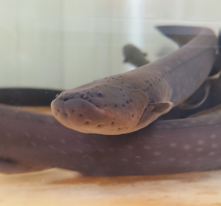 Electric Eel (Electrophorus electricus)