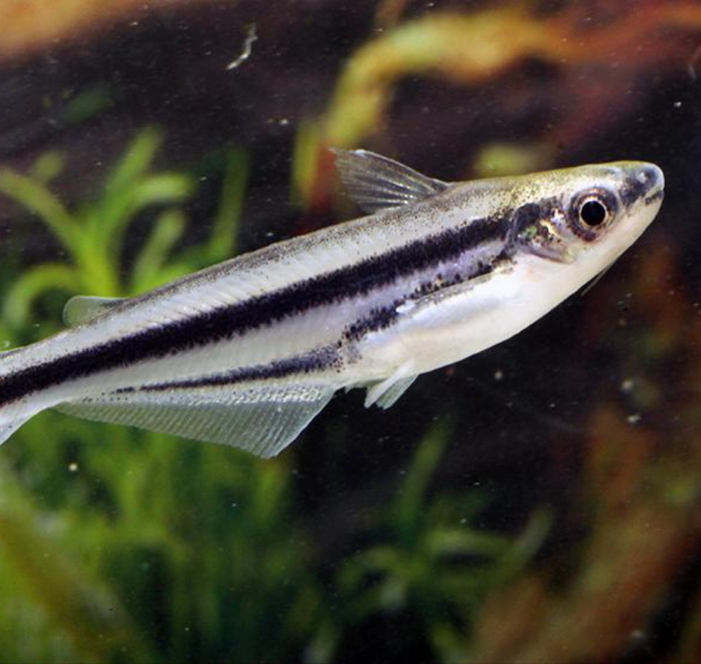 African Glass Catfish (Pareutropius debauwi)