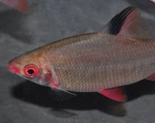 Load image into Gallery viewer, Red and Black Distichodus (Distichodus noboli lefini)
