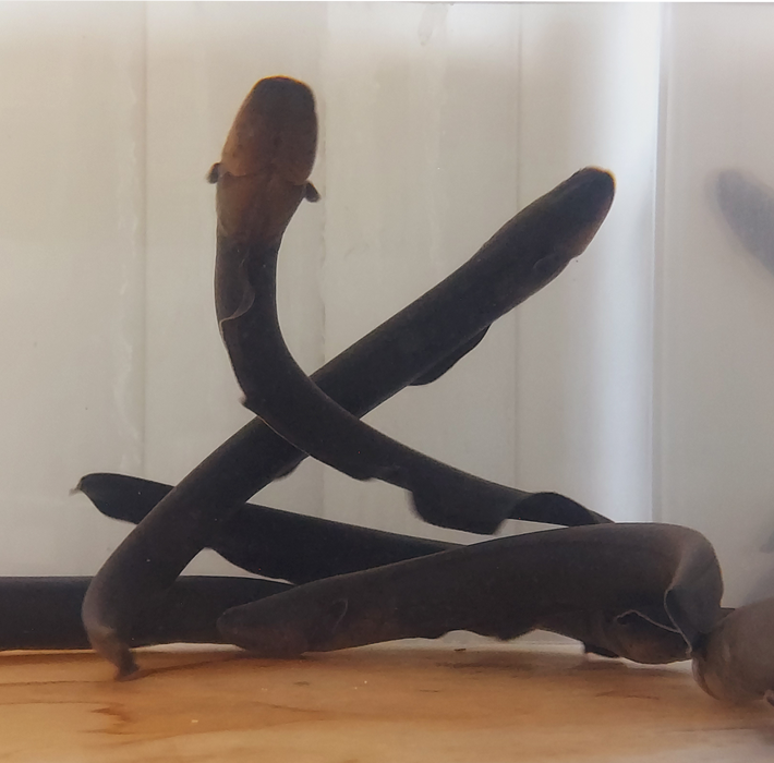 Electric Eel (Electrophorus electricus)