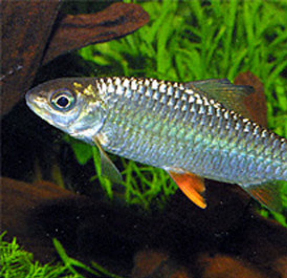 BARBS — Predatory Fins