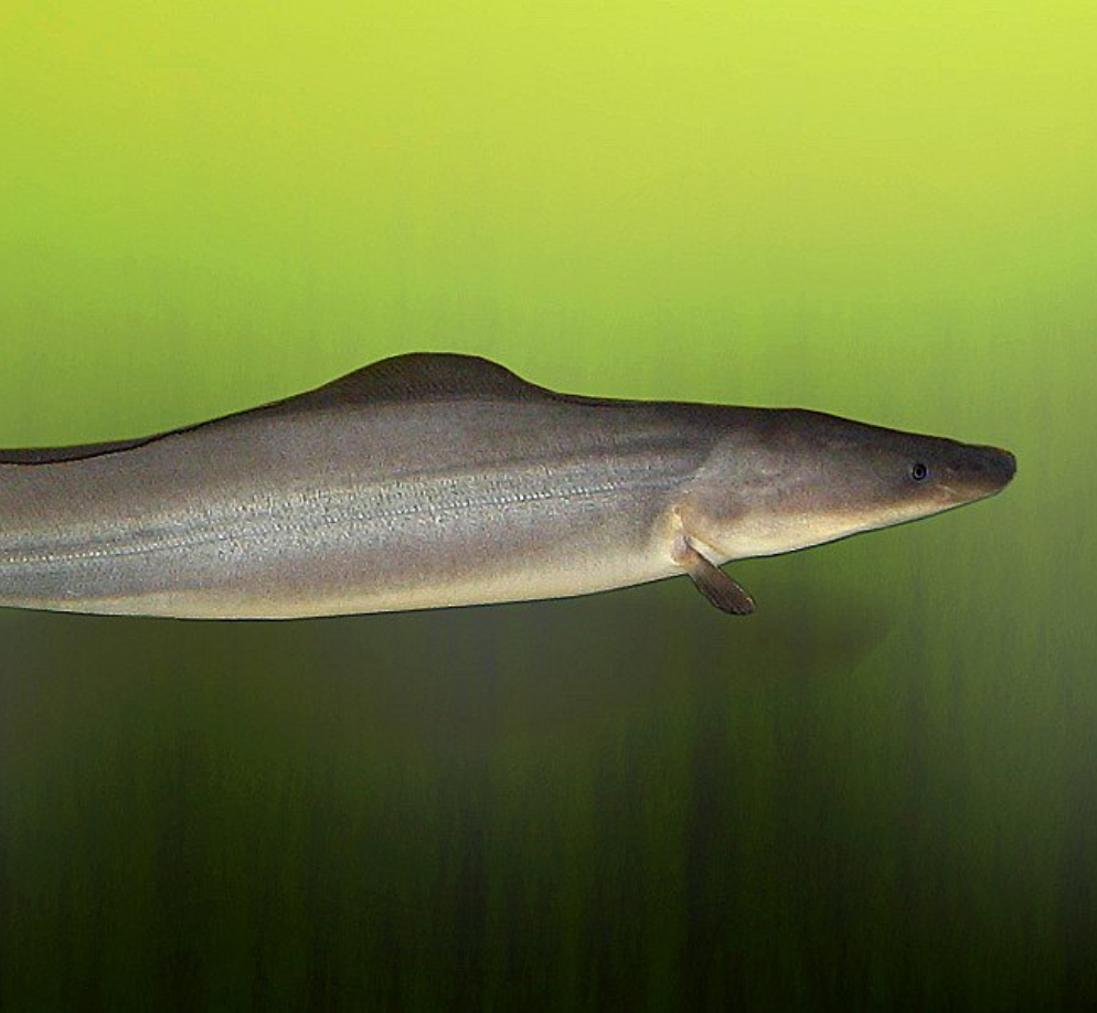 Freshwater Dolphin Fish Mormyrus longirostris Predatory Fins